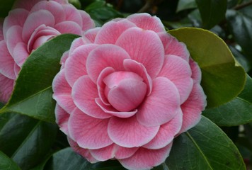 camellia