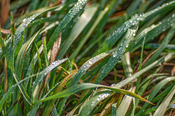 Dew on a leaf of grass