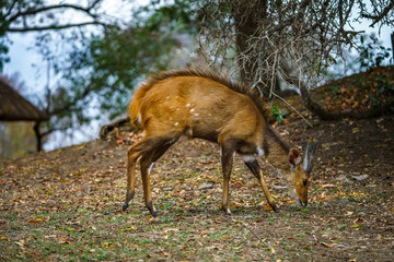 little antelope in kruger national park, mpumalanga, south africa 14