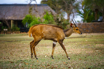 little antelope in kruger national park, mpumalanga, south africa 17