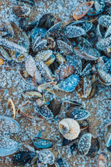 Dead frosted shells on the shores of Peipsi lake, Estonia, beautiful sea styled background