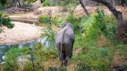 elephant in kruger national park, mpumalanga, south africa 33