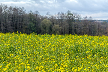 Late autumn . Yellow rapeseed flowers. Forest in the background. Podlasie, Poland.