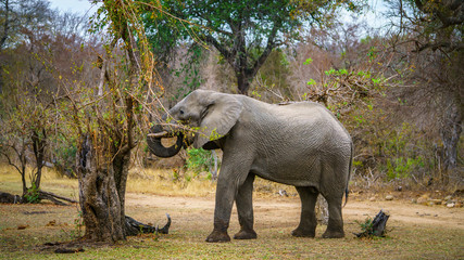 elephant in kruger national park, mpumalanga, south africa 61