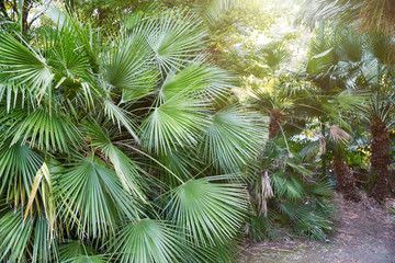 Beautiful lush tropical palm trees, foliage in a natural botanic garden