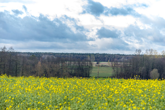 Late autumn .Yellow rapeseed flowers. Close-up. Forest in the background. Podlasie, Poland.