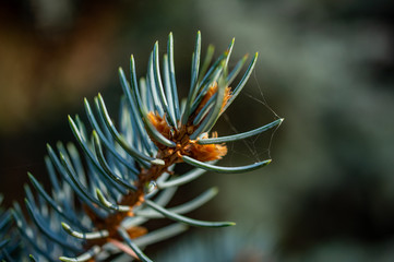 Naklejka na ściany i meble fluffy green branches of the spruce