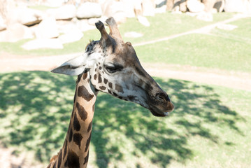 Beautiful African giraffe