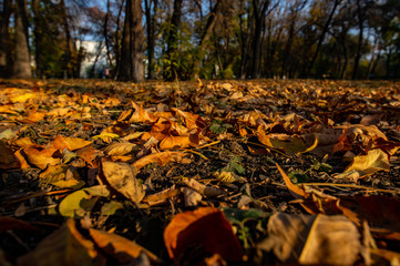 fallen leaves in the autumn Park