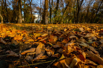 fallen leaves in the autumn Park