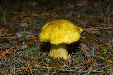 Young little mushroom Yellow Knight (Tricholoma equestre) closeup. Selective focus, shallow depth of field.