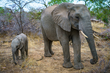 Fototapeta na wymiar elephants with baby elephant in kruger national park, mpumalanga, south africa 14