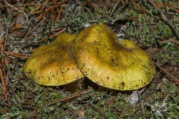 Two big mushrooms Tricholoma equestre grow in the sandy ground in pine forest, closeup. Selective focus, shallow depth of field.