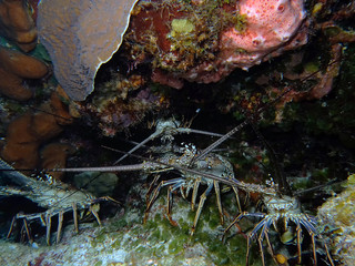 Caribbean Spiny Lobster (Panulirus argus)