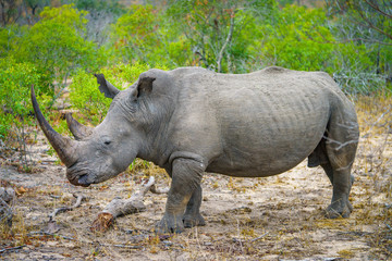 white rhino in kruger national park, mpumalanga, south africa 24