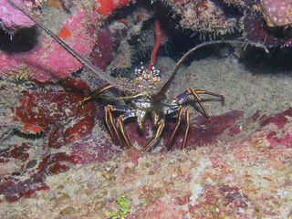 Caribbean Spiny Lobster (Panulirus argus)