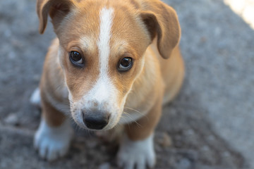 Dog with brown and white fur with cute eyes close up.