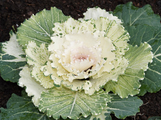 Brassica oleracea acephala | Chou d'ornement ou chou décoratif au feuillage extérieur vert,...