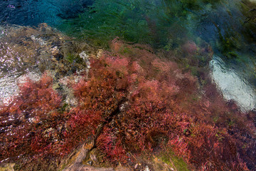 Aquatic plants floating in the water