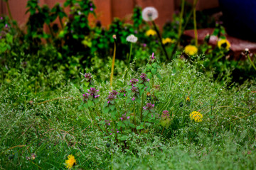 weed field, dandelions and henbits