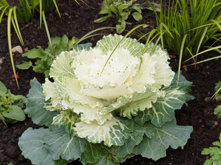 Brassica oleracea acephala | Chou d'ornement ou chou décoratif au feuillage extérieur vert,...