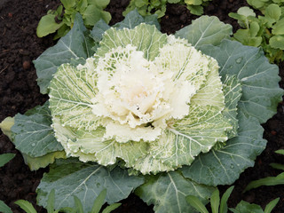 Brassica oleracea acephala | Chou d'ornement ou chou décoratif au feuillage extérieur vert,...