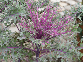 Brassica oleracea | Chou décoratif ou d'ornement hybride au feuillage luisant, dentelé en forme...