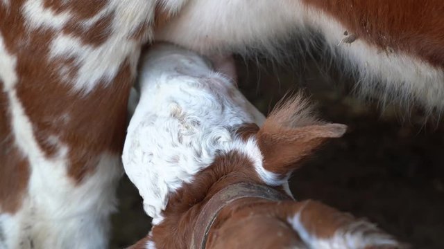 Close-up view of brown cow and calf suckling in a barn