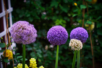 Purple flowers Allium Globemaster in a green garden - obrazy, fototapety, plakaty