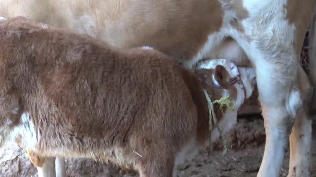 Brown cow and calf suckling in a barn