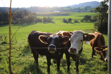 cow
