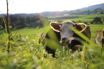 cow