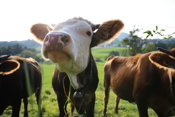 cow