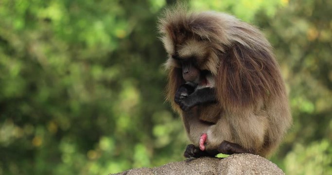 A large male Gelada Baboon (Theropithecus gelada) on a large stone keeping watch and grooming himself.