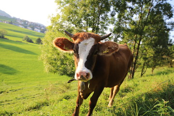 cow