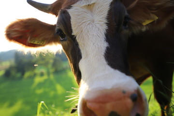 Cow