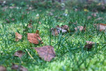 Dry leaves on green grass 