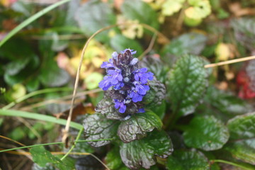 Purple flower with green leaves close up