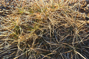 The dry grass under the sunlight