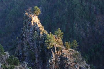 The trees growing on mountains