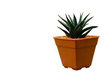cactus in pot isolated on white. Cactus in a brown pot. White background. haworthia Cactus pot.