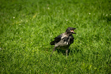 Grey crow under water drops nature birds summer life