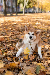 Beautiful ginger dog is playing