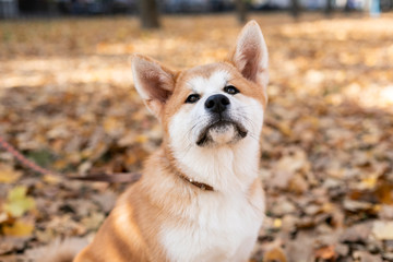 Beautiful ginger dog is playing