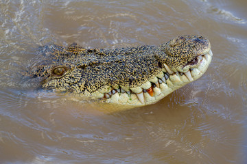  crocodiles in northern australian territory