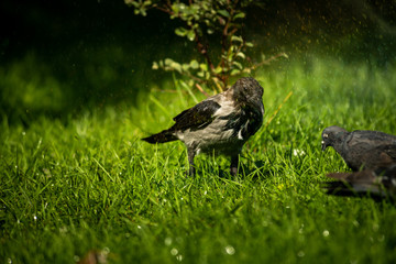 Grey crow under water drops nature birds summer life