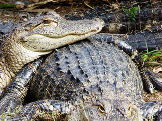 Kuschelnde Alligatoren im Sumpf der Everglades in Florida