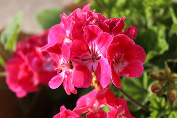 Fototapeta na wymiar Beautiful flower, pink