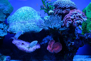 Alive corals in the Eilat's Coral Reef in Israel