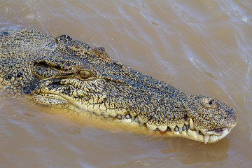  crocodiles in northern australian territory